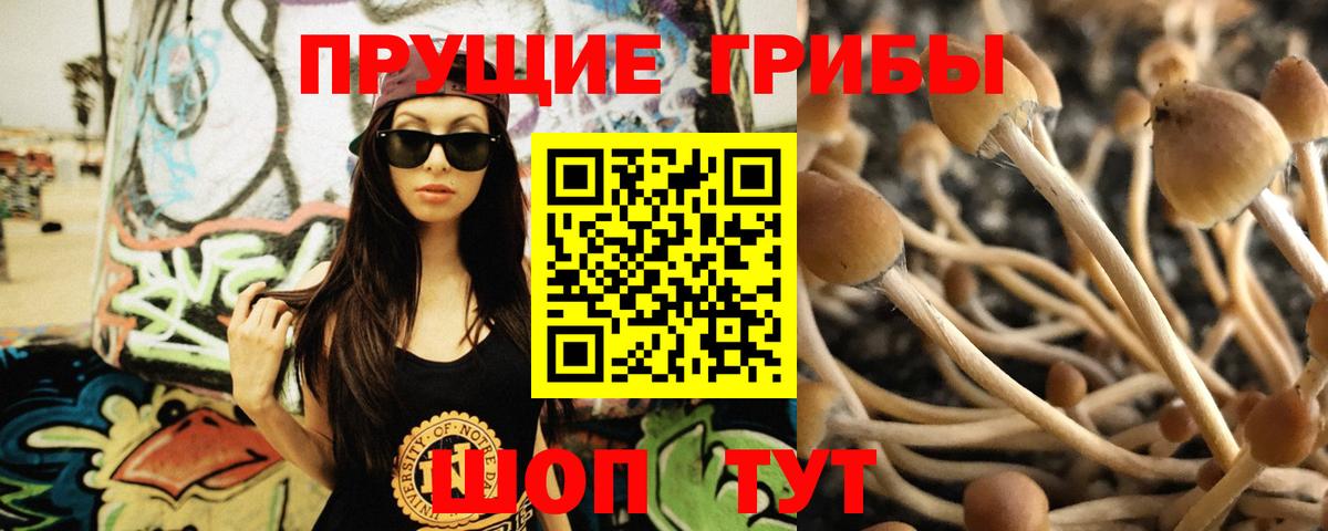 Псилоцибиновые грибы GOLDEN TEACHER  Псилоцибиновые грибы GOLDEN TEACHER  где купить наркотик  Владивосток  Вход с VPN 
